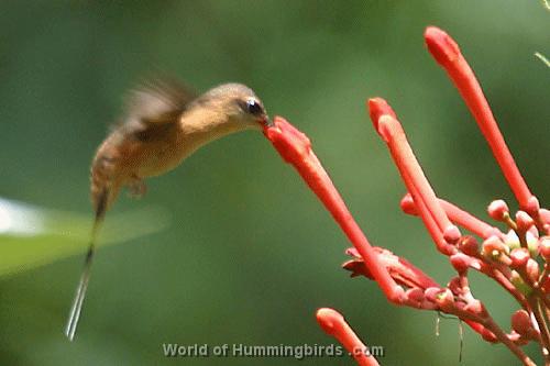 Hummingbird Garden Catalog: Needle-Billed Hermit